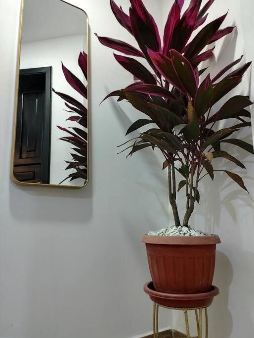 Apartment Acogedora En Ibarra